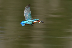 ダイブ戻り 2019_13