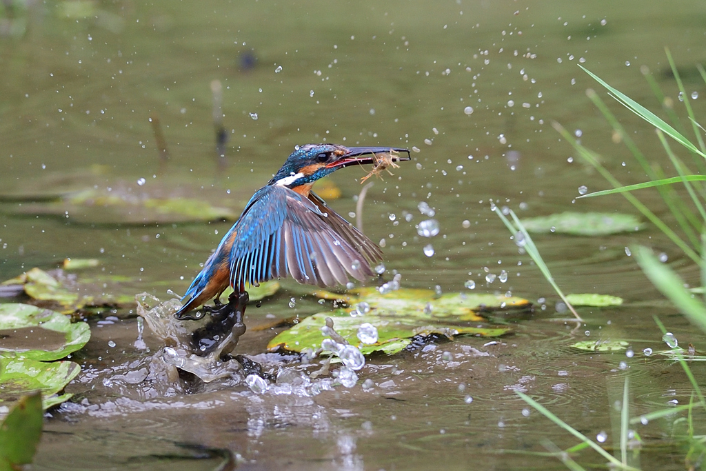 ザリガニ ゲット 2020_14