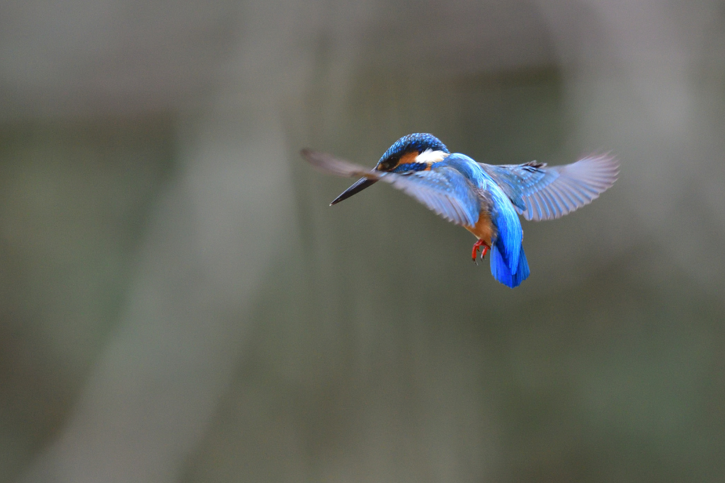 ホバリング 2019_8