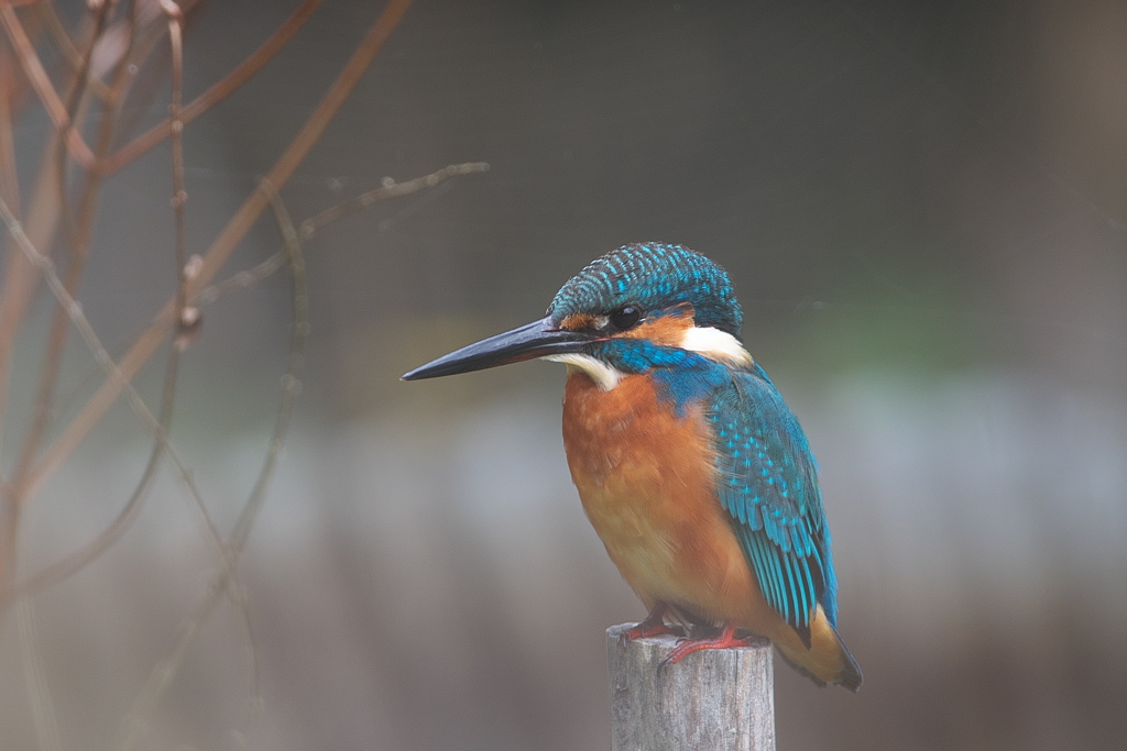 ポートレート 2