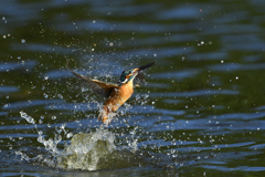 スプラッシュ 2021_39