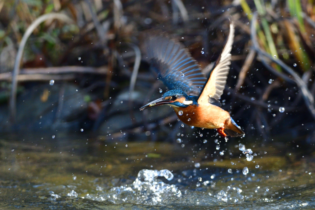 小えび？ゲット 1