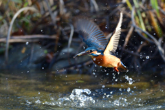 小えび？ゲット 1