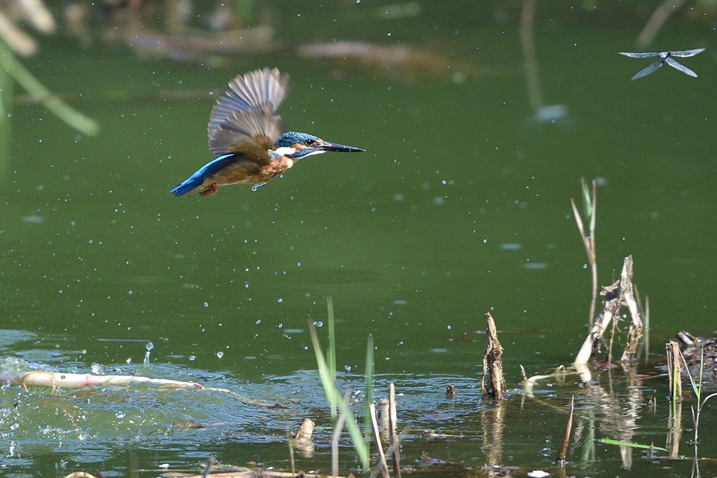 撮れないなー 3