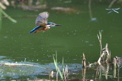 撮れないなー 3