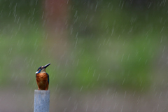 雨