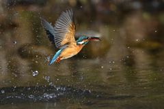 えびゲット 2 えびゲット 2