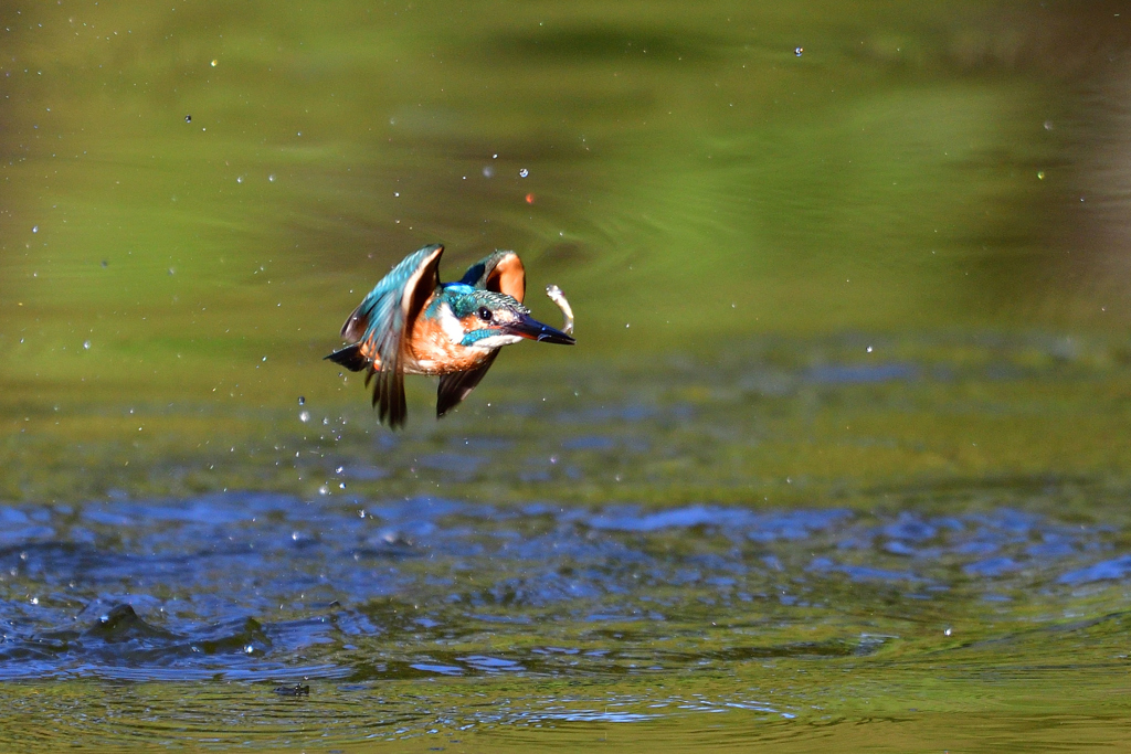 お魚ゲット 2018_91