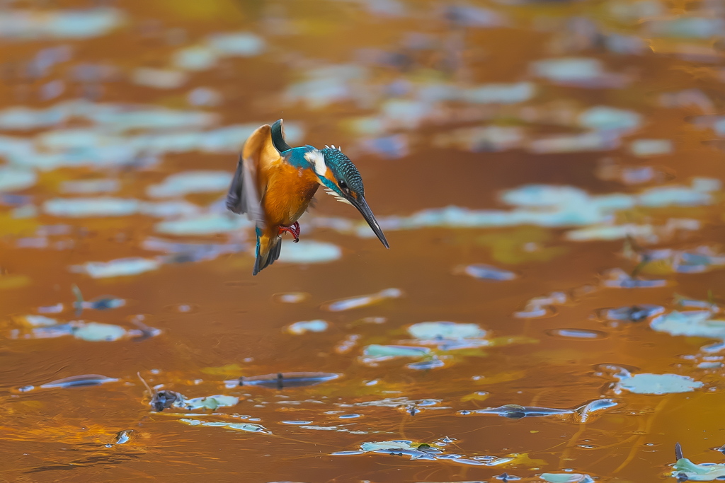 あめ色の水面でホバ