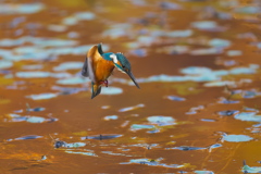 あめ色の水面でホバ