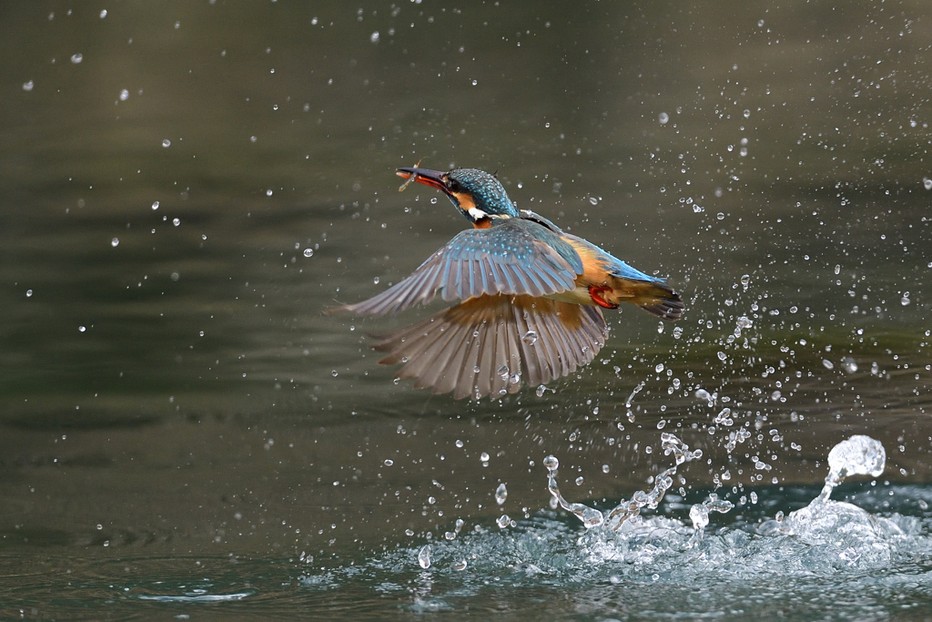えびゲット A-50