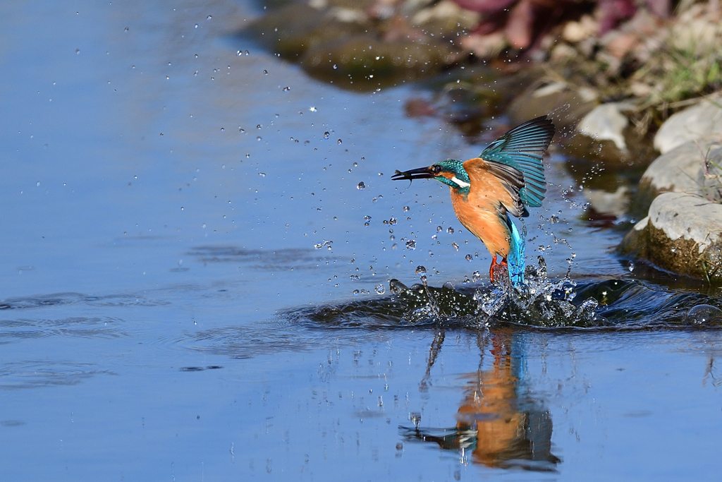 えびゲット 2021_11