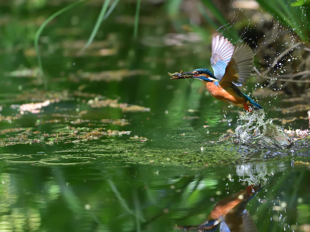 みどりの中で 1