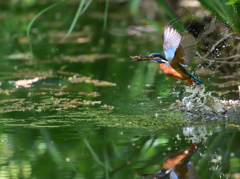 みどりの中で 1