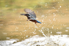 小魚ゲット 2019_9