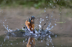 ザリガニ ゲット 2019_3