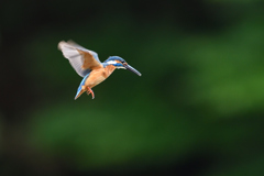 ホバ三昧 2018_49