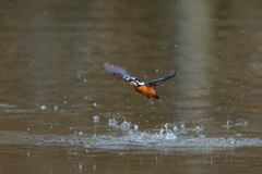 お魚ゲット 2018_27