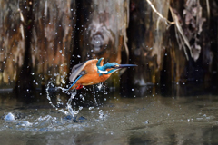 ライジング 2020_11