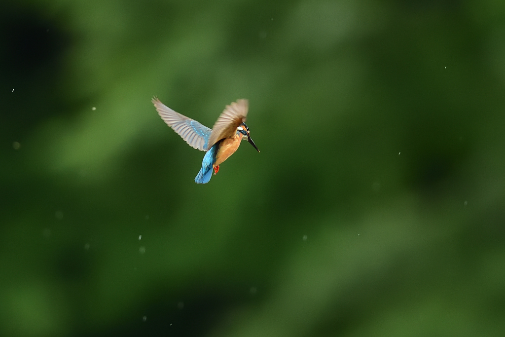 ホバリンング 2021_28