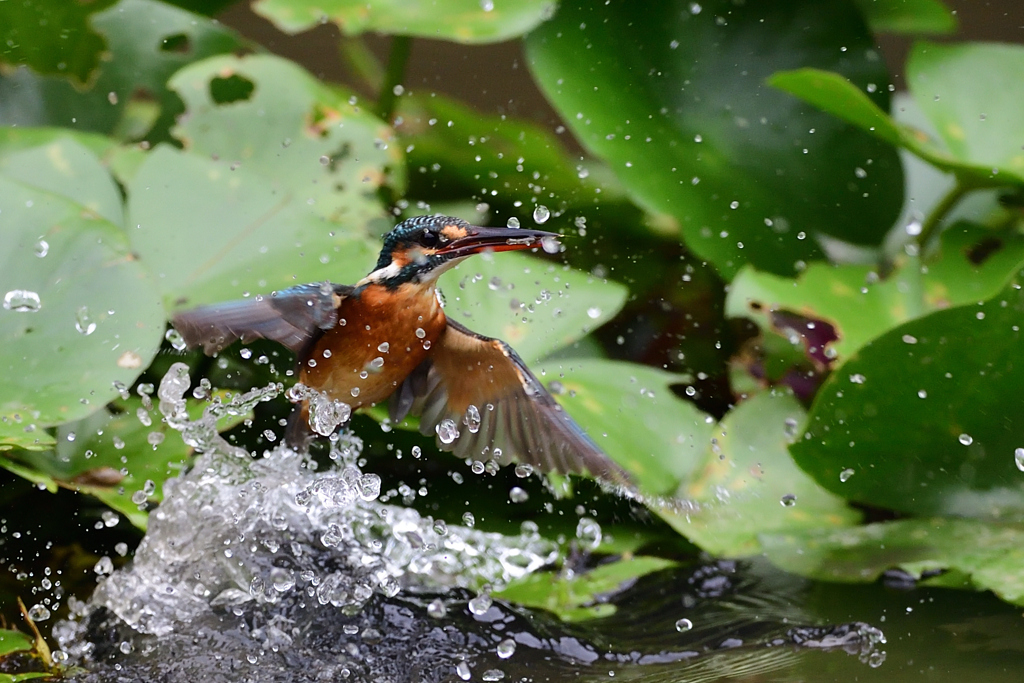えびゲット 2020_81