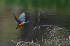 獲ったぞ 40 獲ったぞ 40