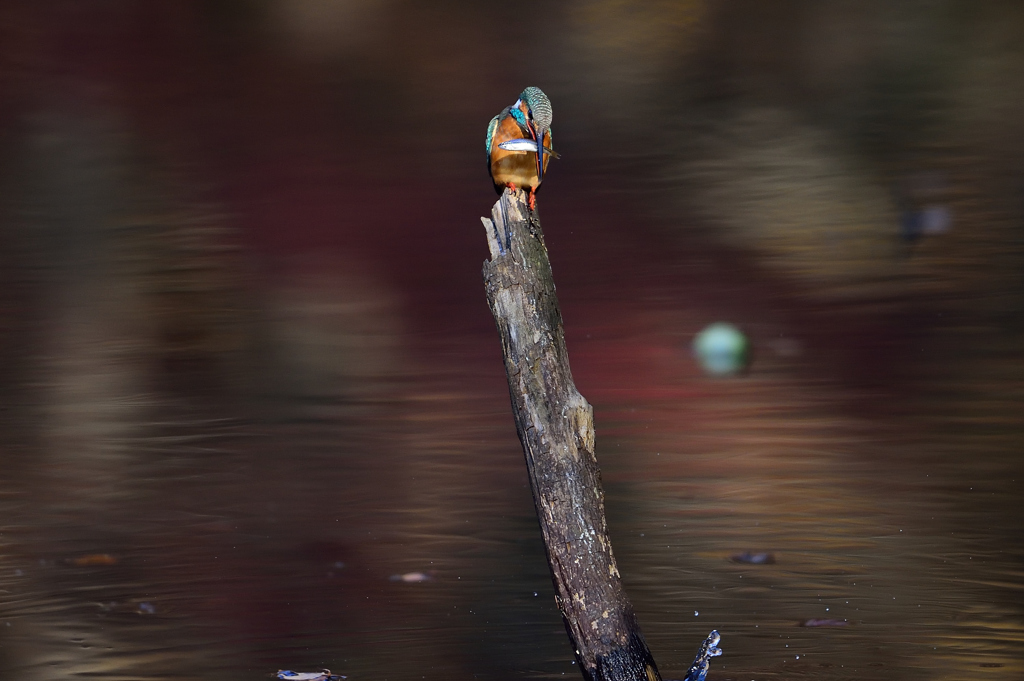 落とした魚を見つめ