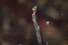 落とした魚を見つめ