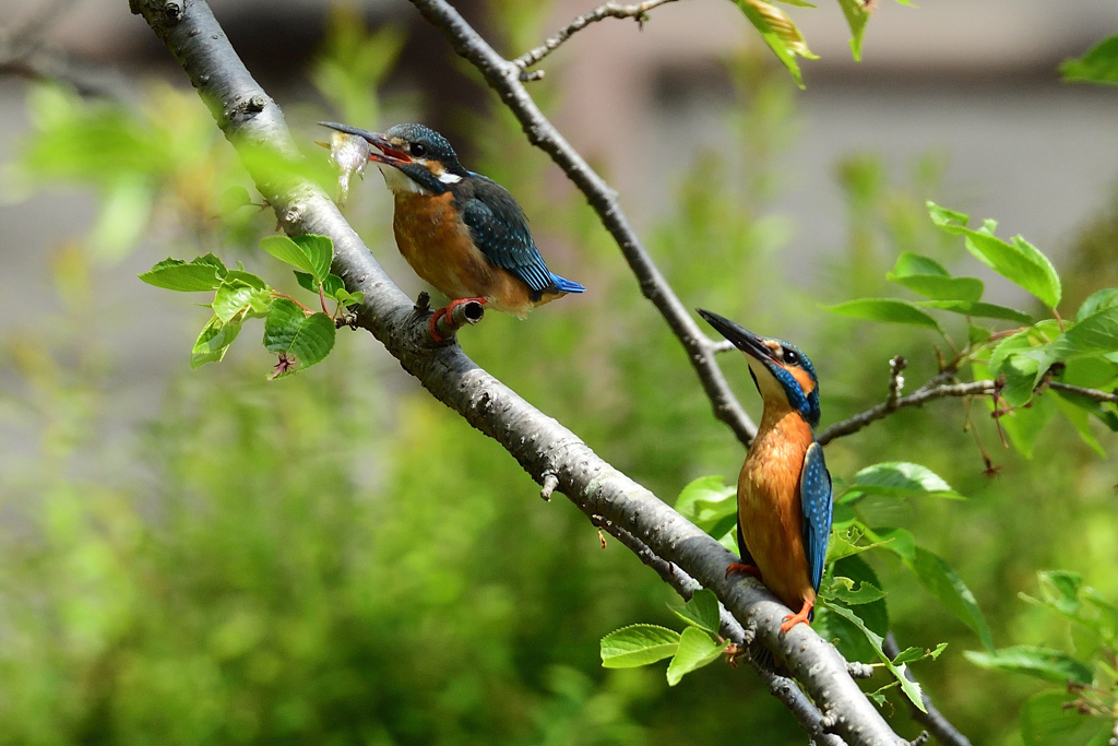 魚を渡して誇らしげ