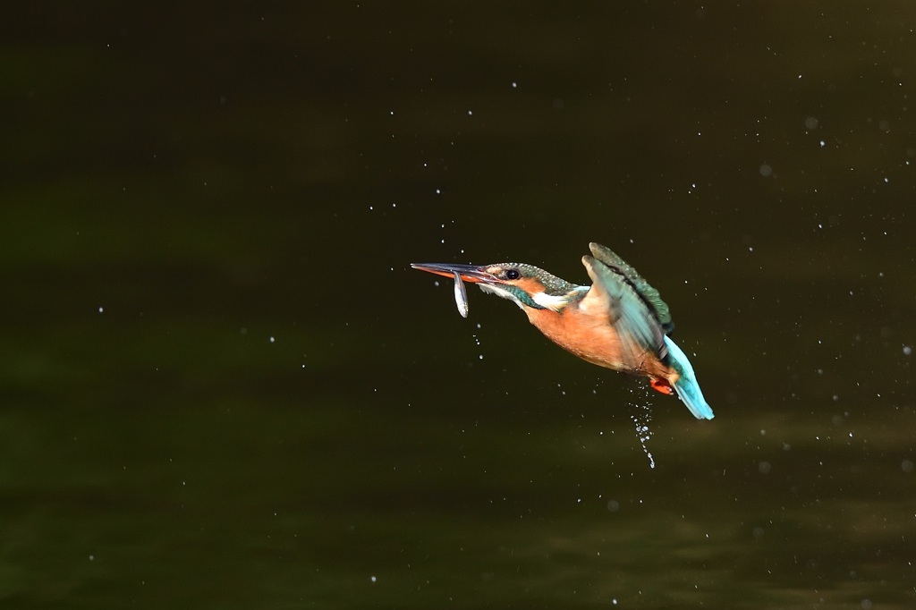 お魚ゲット 2019_74