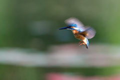 ホバリング 2020_23