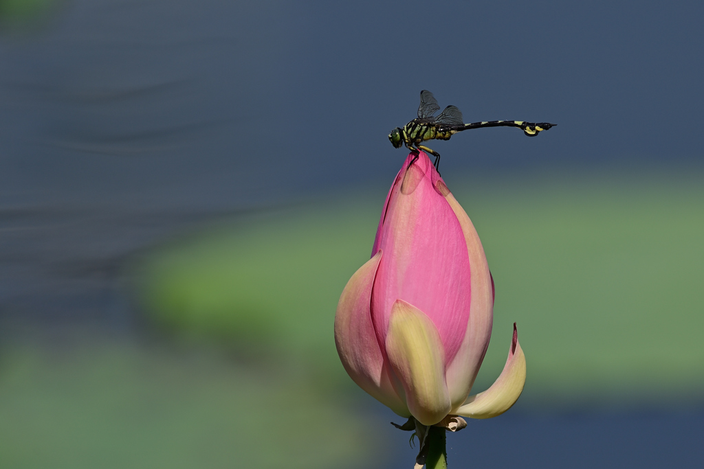 LOTUS 2
