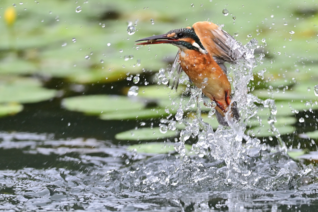 小えびゲット 2