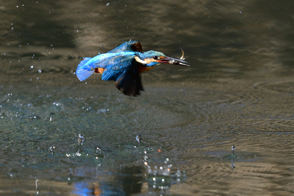 お魚ゲット 2018_7