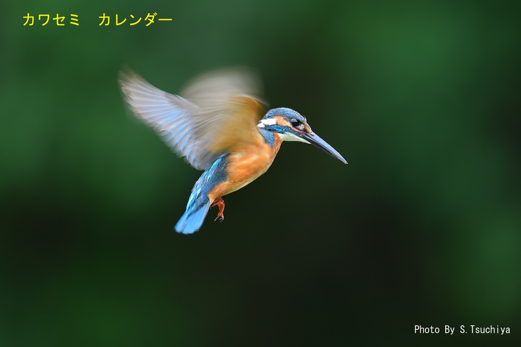 年越しホバ　2022