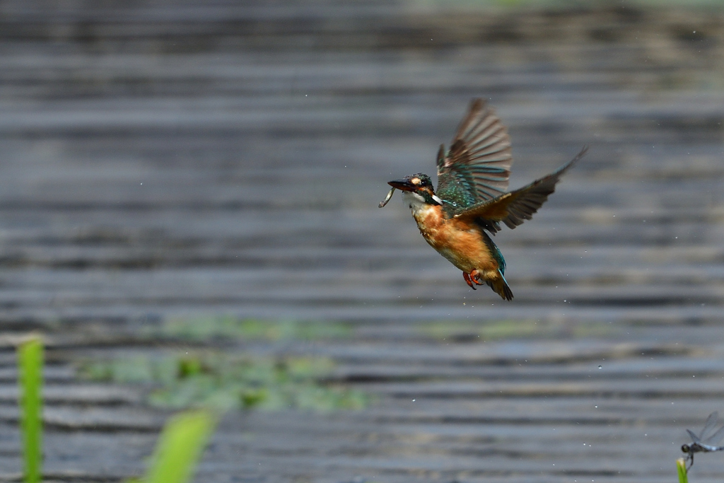 ダイブ戻り 2017_26