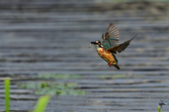 ダイブ戻り 2017_26