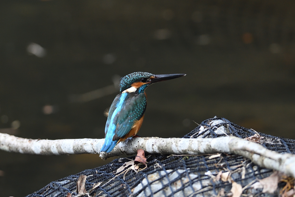 Portrait in Kingfisher ３