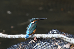 Portrait in Kingfisher ３