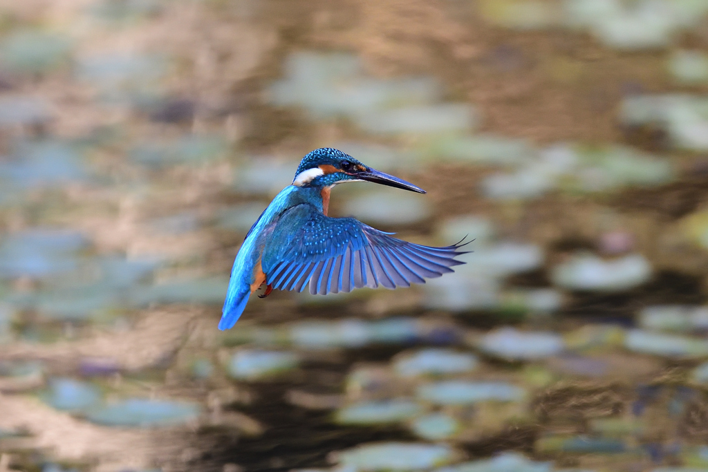 ホバリング 2021_55