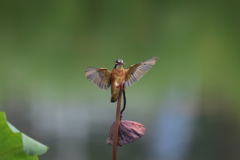 枯蓮にライドオン 2