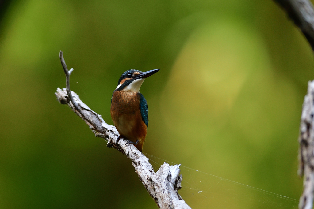 カワセミの若 2