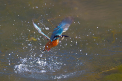 えびゲット 2020_2