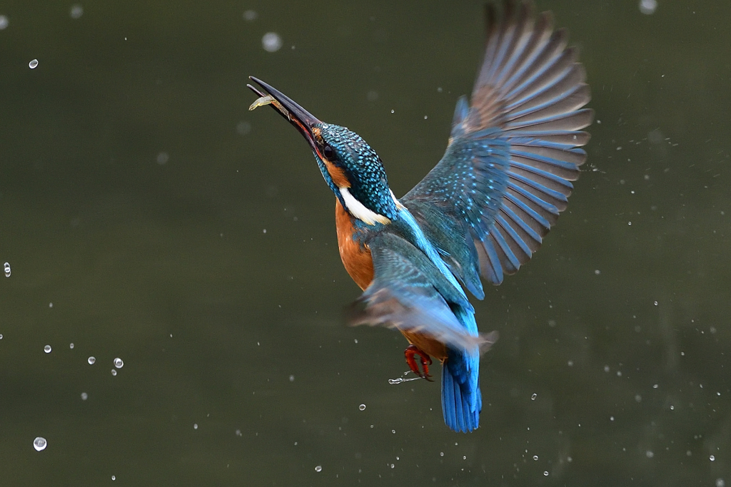 えびゲット 2021_8