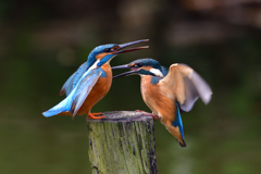 カワセミ親子 3