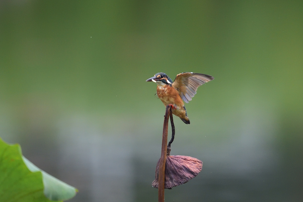 枯れ蓮に帰還 2