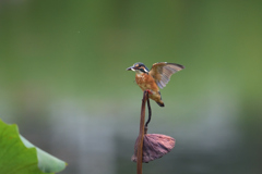 枯れ蓮に帰還 2