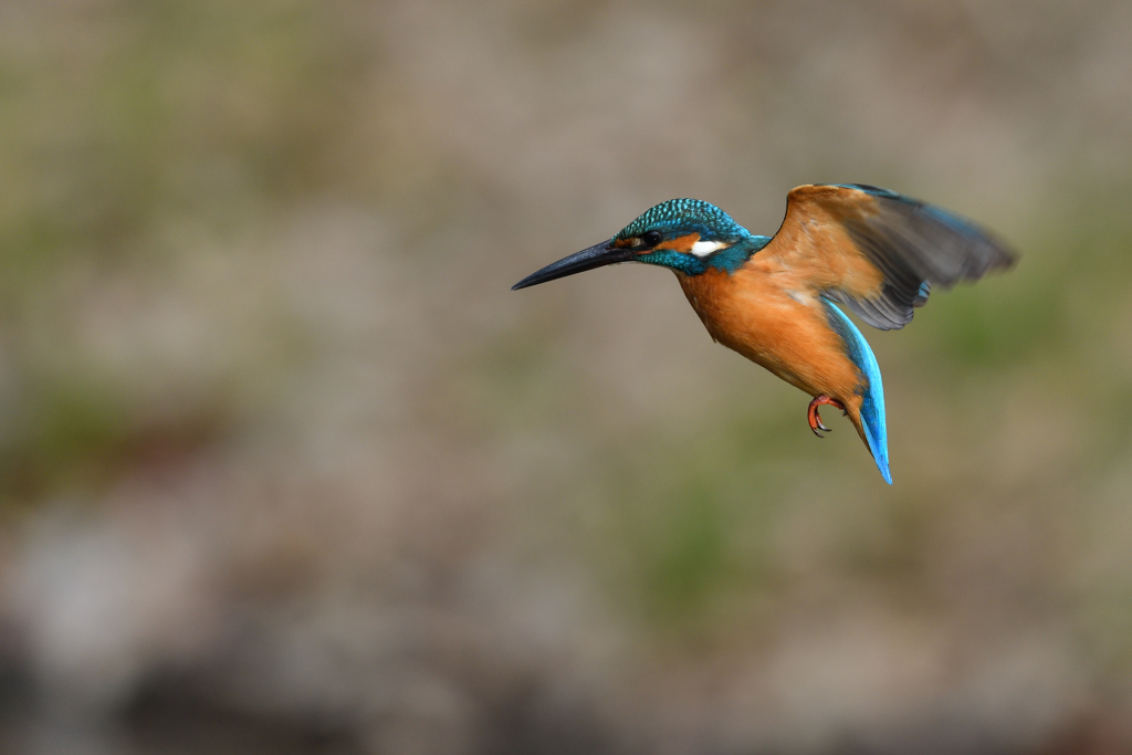 ホバリング 2020_14