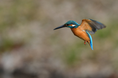 ホバリング 2020_14