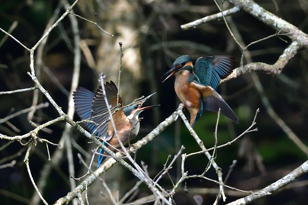 幼鳥のバトル 1